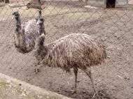 Emu