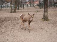 /galeria/20050326Miskolc/332/