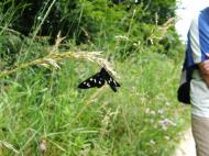 Fekete pillangó