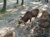 /galeria/20050814Budakeszi/1958/