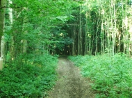 Nyugalmas erdei ösvény