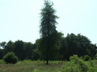 /galeria/20060708Szekrenyesko/3404/