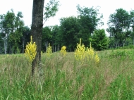 /galeria/20060708Szekrenyesko/3407/