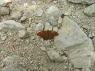 /galeria/20060708Szekrenyesko/3385/