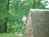 /galeria/20060804Visegrad/3557/