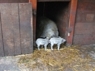 Mangalica kismalacok