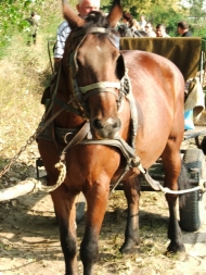 Laci a mi kocsink húzója