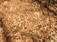 Tölgy leveles talaj