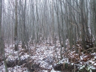 /galeria/20061230Kiralyret/5334/