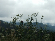 /galeria/20070628Gyilkosto/6386/