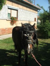 /galeria/20120806Szeged-Vadaspark/10993/