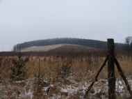 J� a kil�t�s a sok kiv�gott fa miatt