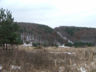 Az �t melletti l�tv�ny