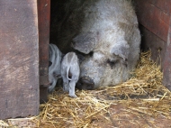 Mangalica nstny a kicsinyeivel