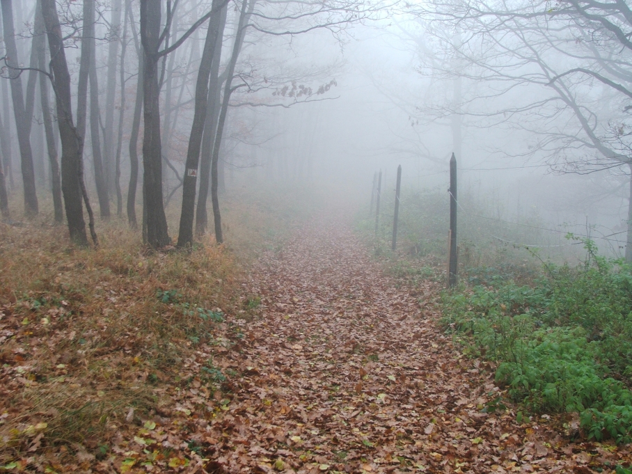 Ködös õszi erdei ösvé