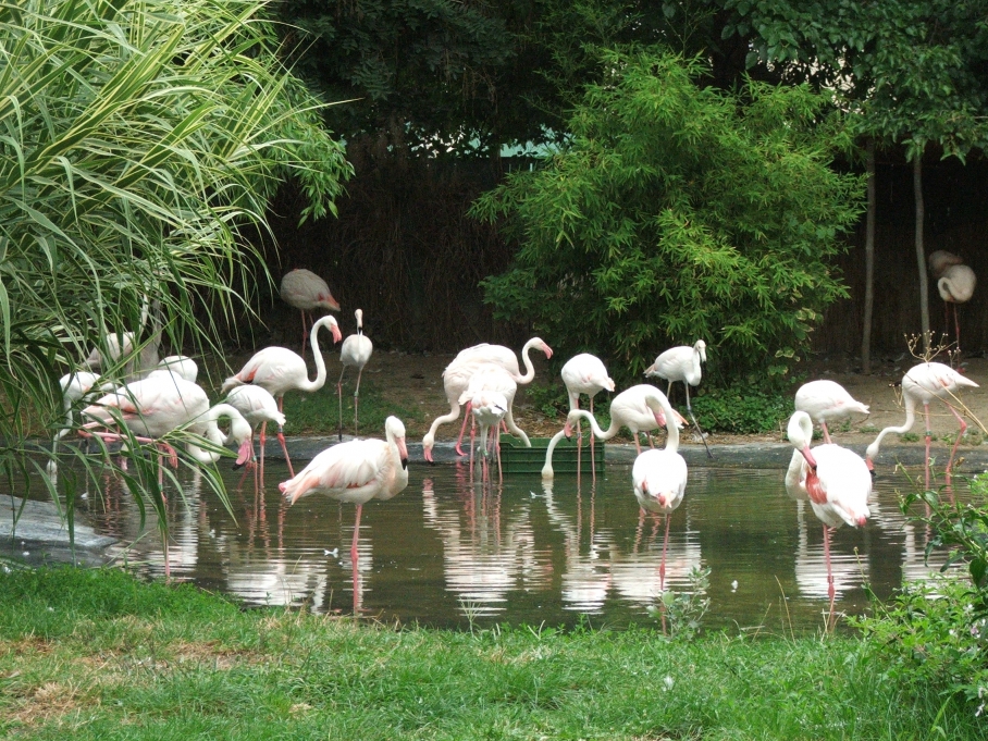 Flamingó csapat