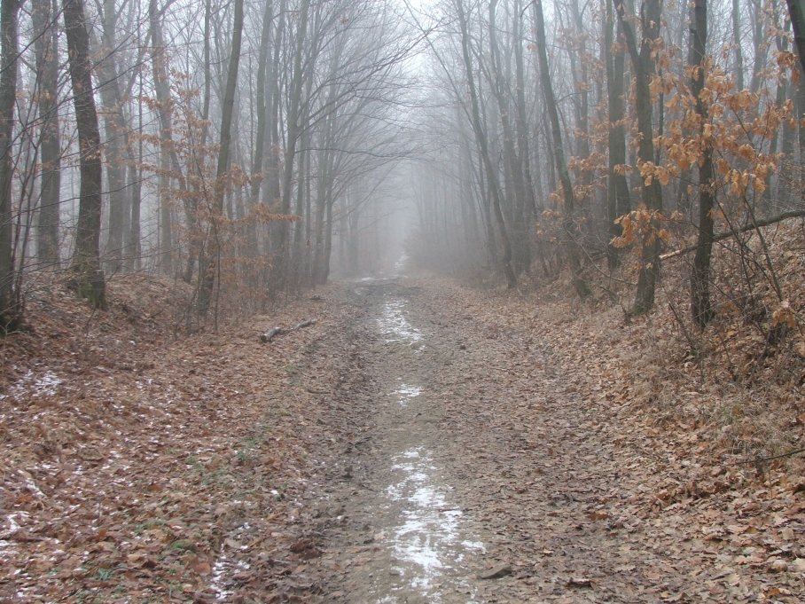 Ködös ösvény
