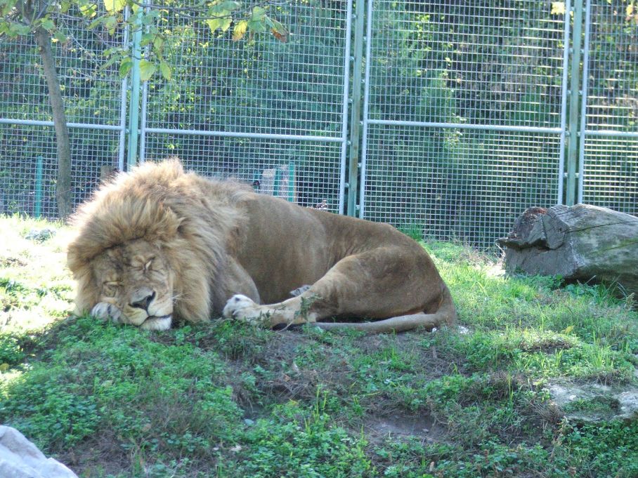 Alvó oroszlán