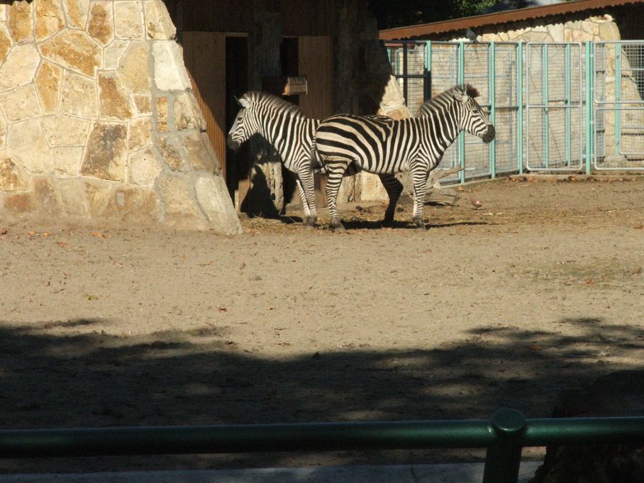 Zebra pár