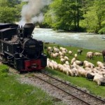 Felsővisó (Vişeu de Sus) kisvasutazás 2014. július 25